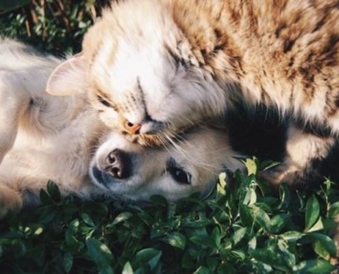 a cat and dog laying in grass playing