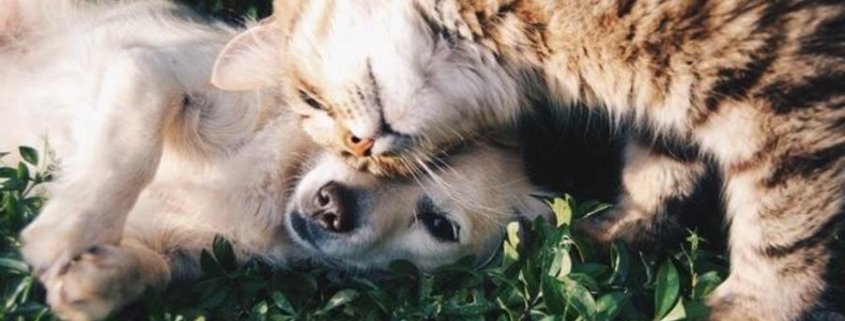 a cat and dog laying in grass playing